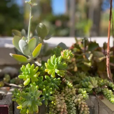 Apartment Beautiful Garden Steps From The Menton